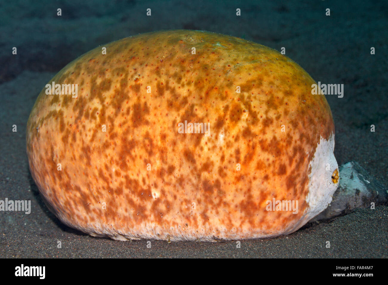 White-Talsohle Seegurken, Actinopyga Lecanora. Tulamben, Bali, Indonesien. Bali Meer, Indischer Ozean Stockfoto