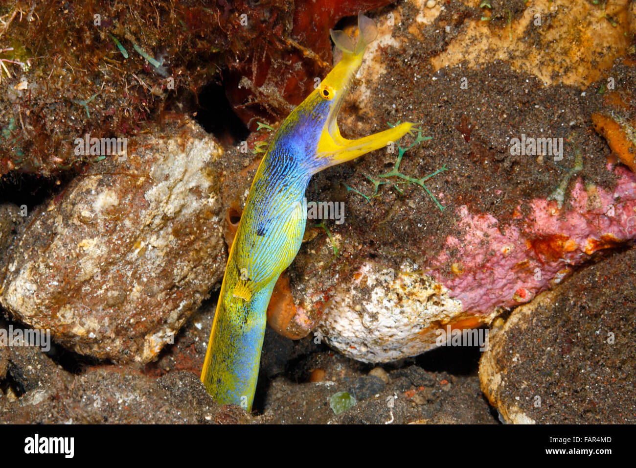 Blue Ribbon Eel, Rhinomuraena Quaesita. Übergang zu einem weiblich männlich. Stockfoto