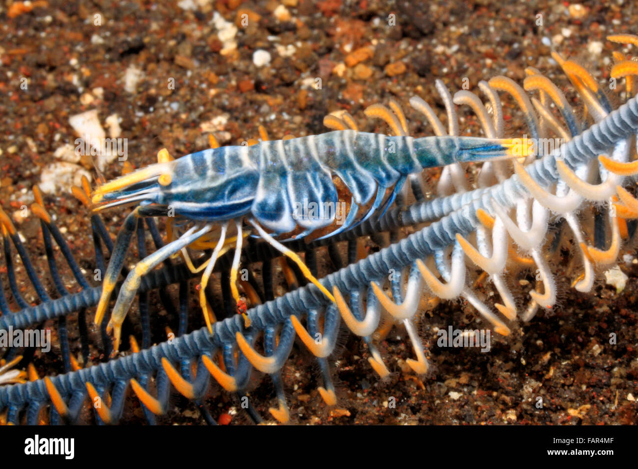 Crinoid Garnelen, Laomenes amboinensis, zuvor beschrieben als Periclimenes amboinensis. Weibchen mit Eiern. Tulamben, Bali, Indonesien. Stockfoto