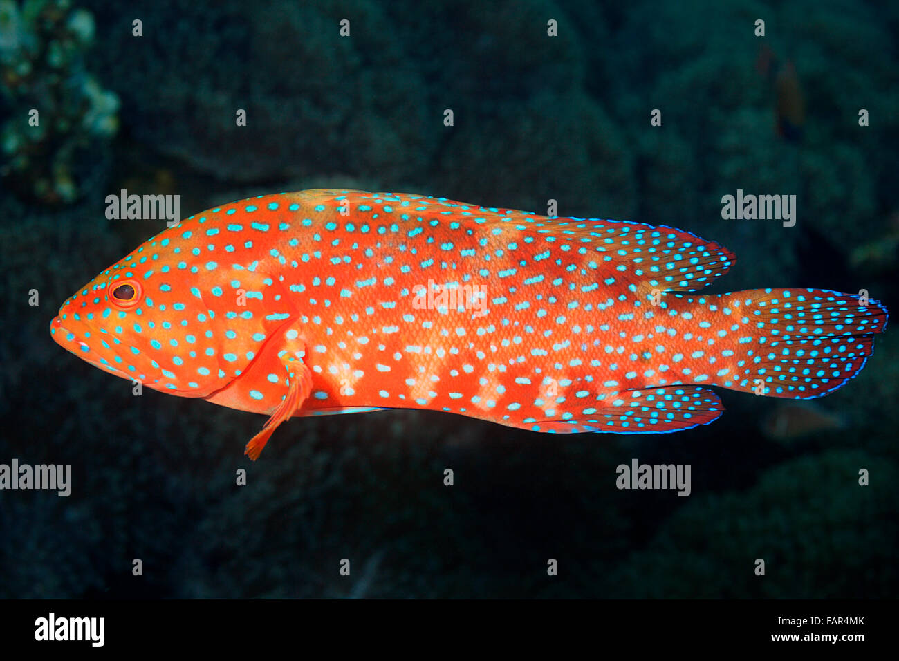 Korallen Zackenbarsch, auch bekannt als Coral Kabeljau und Coral Hind. Cephalopholis Miniata. Tulamben, Bali, Indonesien. Bali Meer, Indischer Ozean Stockfoto