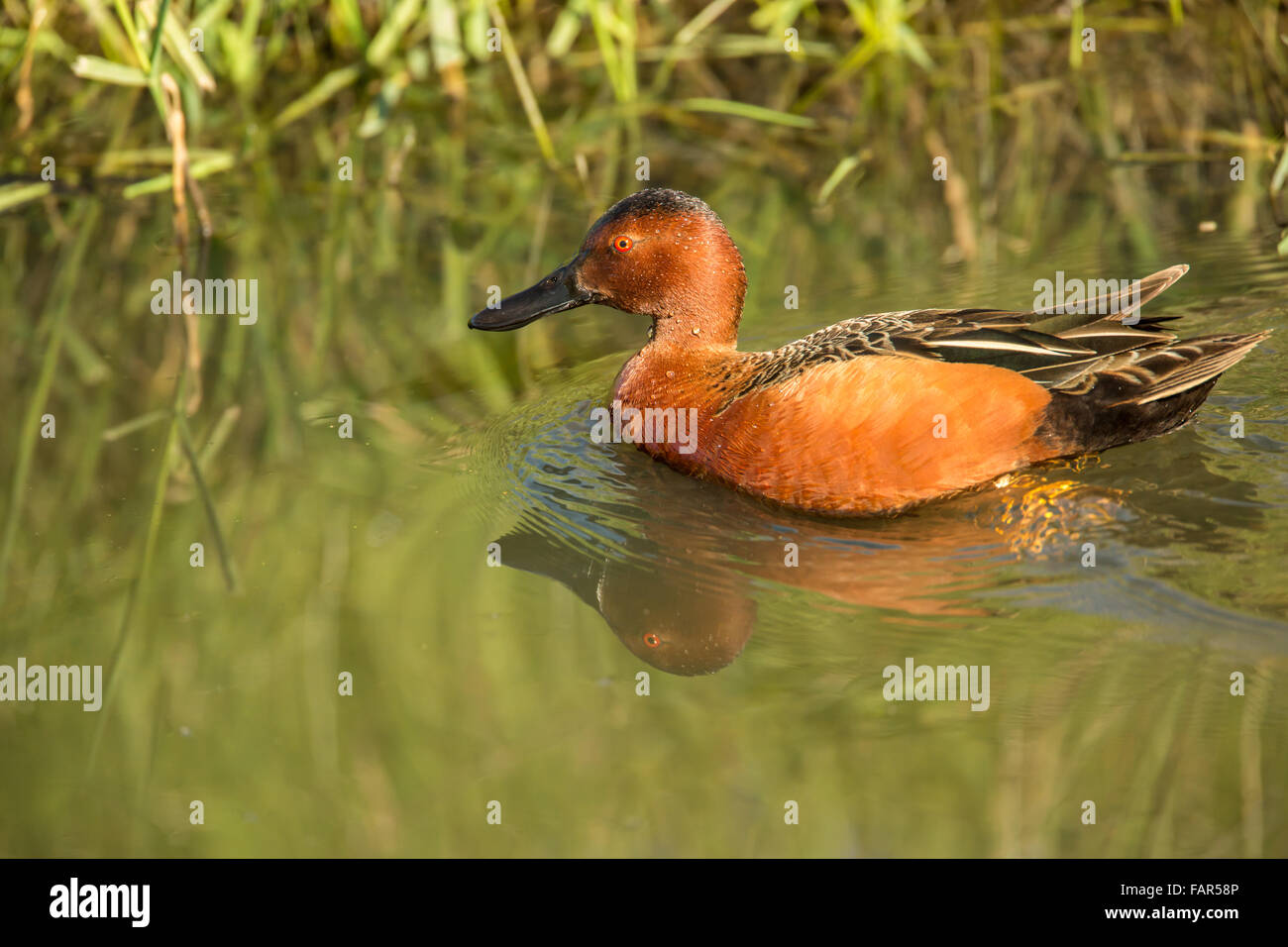 Männliche Cinnamon Teal schwimmen in einem Fluss in Ridgefield National Wildlife Refuge, Ridgefield, Washington, USA Stockfoto
