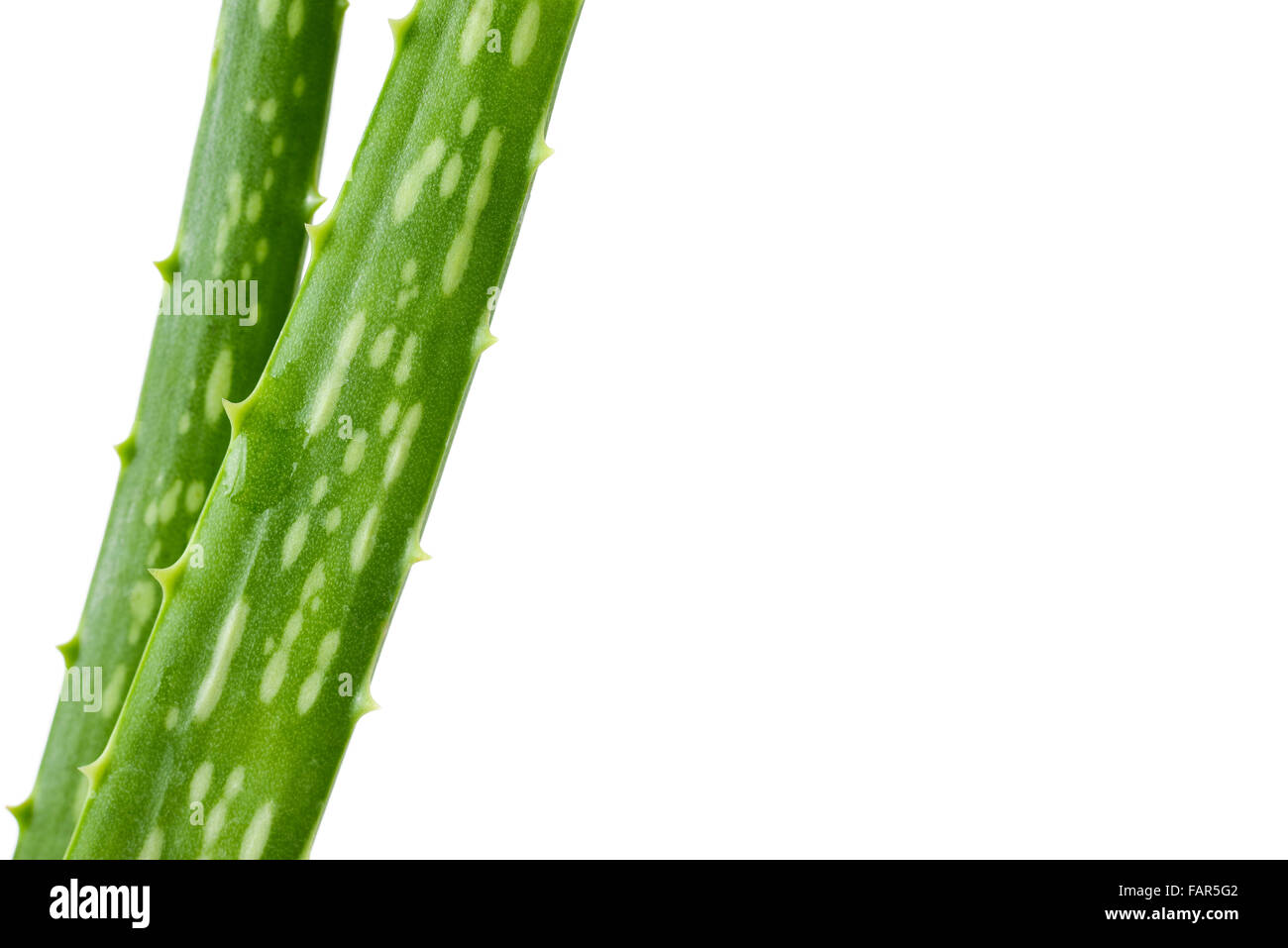 Aloe vera Stockfoto
