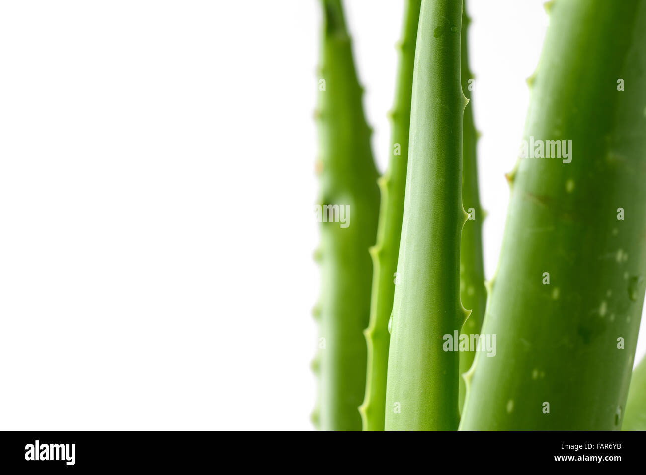 Aloe vera Stockfoto