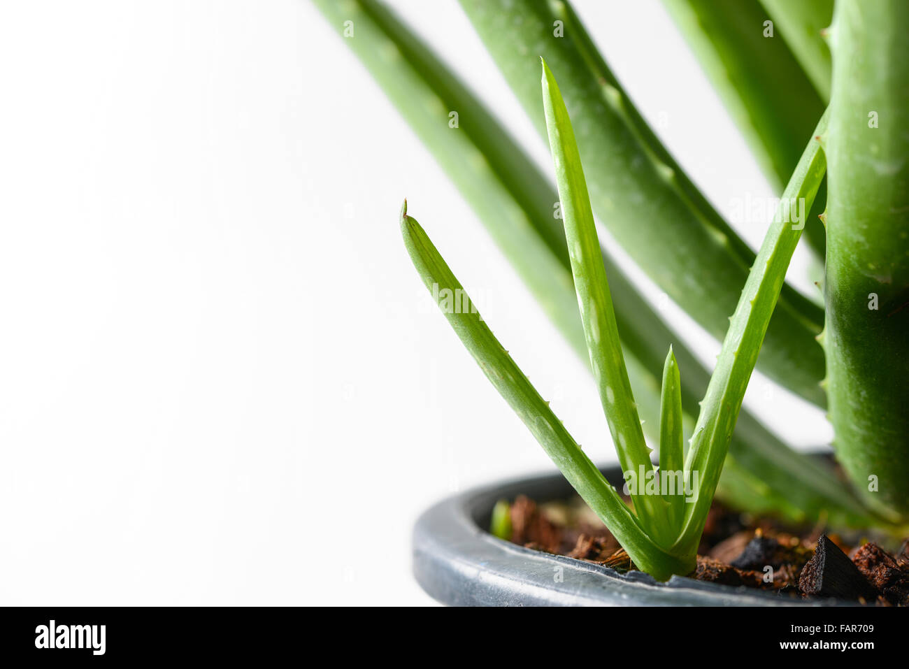 junge Aloe Vera in einem Topf Stockfoto