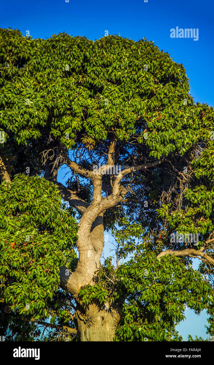 Großer Baum im späten Nachmittag Licht, Albert Park, Melbourne, Australien Stockfoto