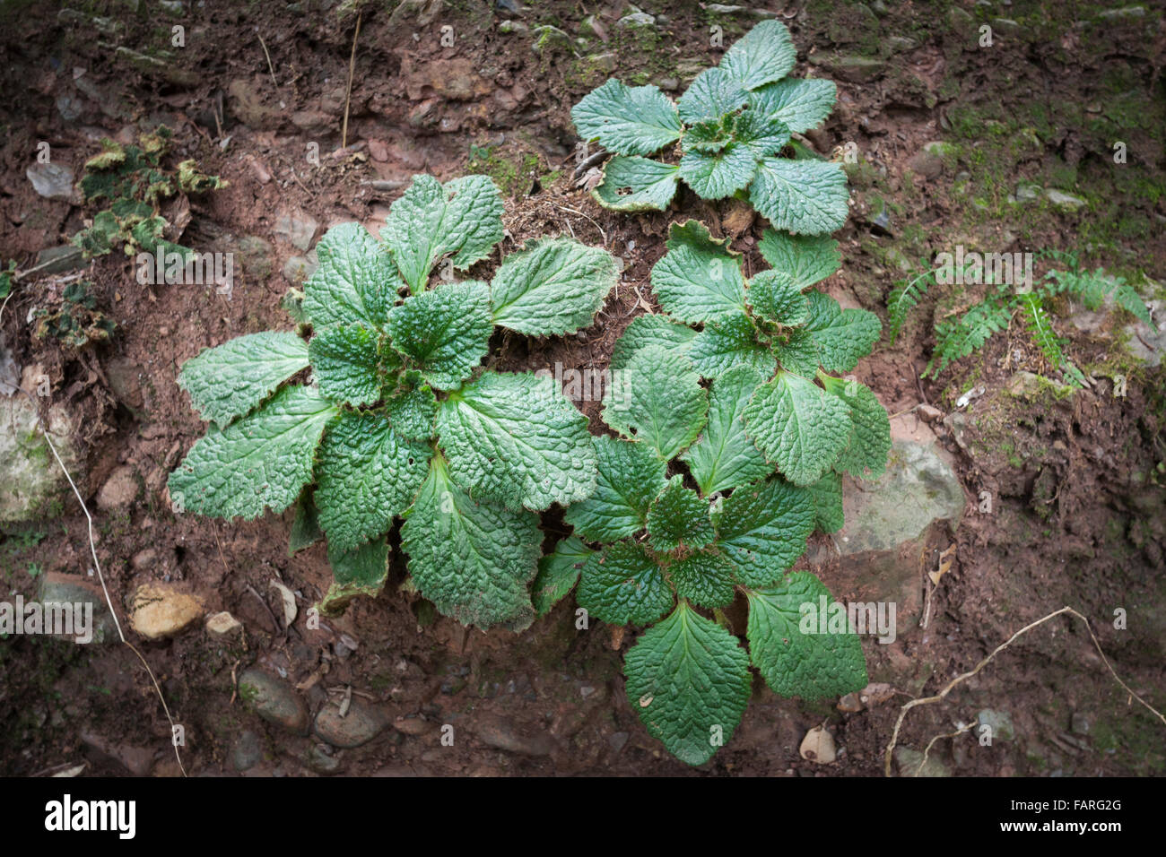 Pyrenäen-violett (Ramonda Myconi). Sant Llorenc del Munt ich Naturpark Serra de l'Obac. Provinz Barcelona. Catalunya. Spanien. Stockfoto