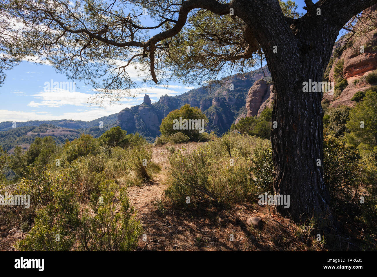 Schwarzkiefer (Pinus Nigra) und Felsformationen im Hintergrund. Sant Llorenc del Munt ich Naturpark Serra de l'Obac. Spanien. Stockfoto