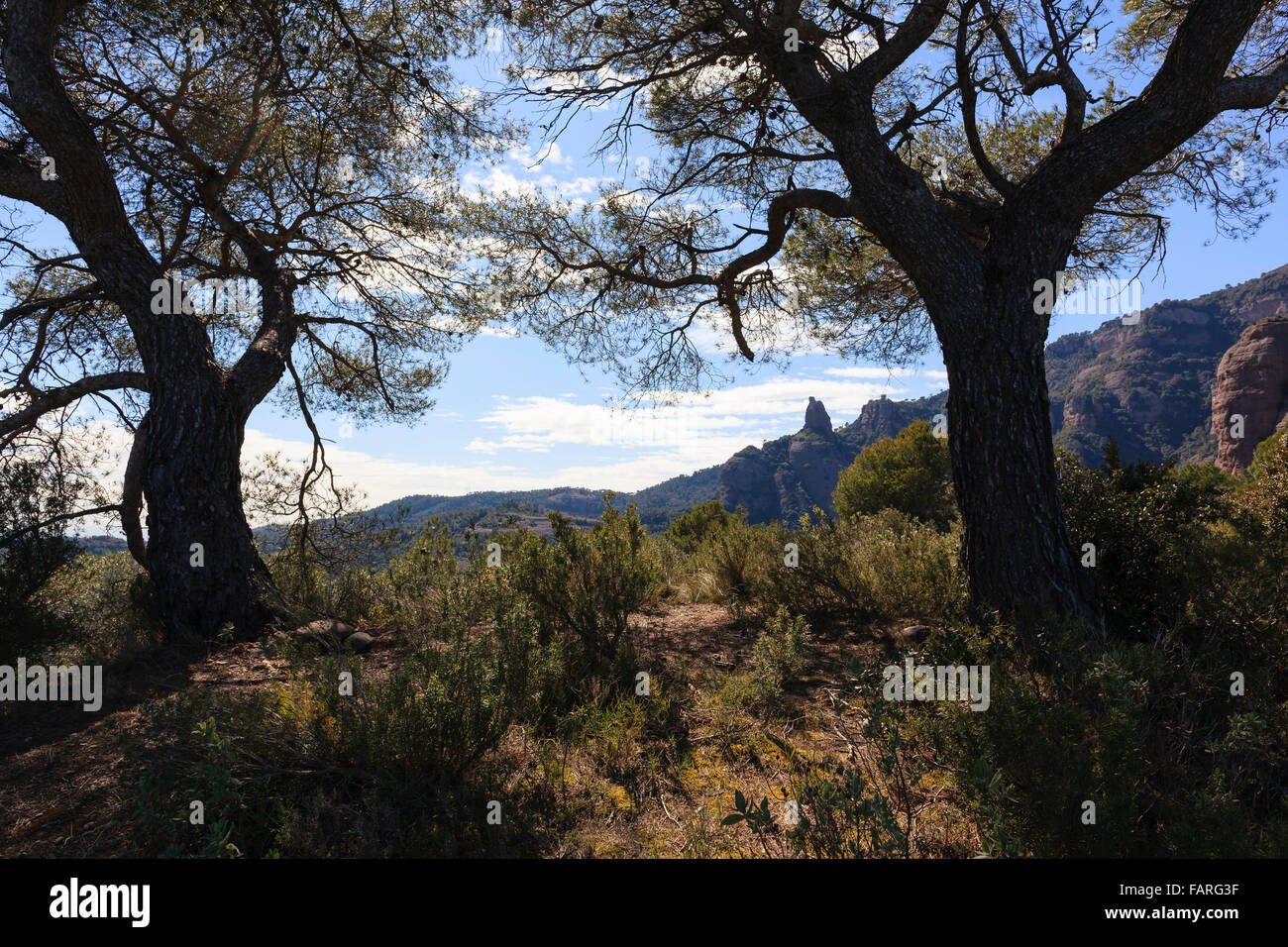 Schwarzkiefer (Pinus Nigra) und Felsformationen im Hintergrund. Sant Llorenc del Munt ich Naturpark Serra de l'Obac. Spanien. Stockfoto