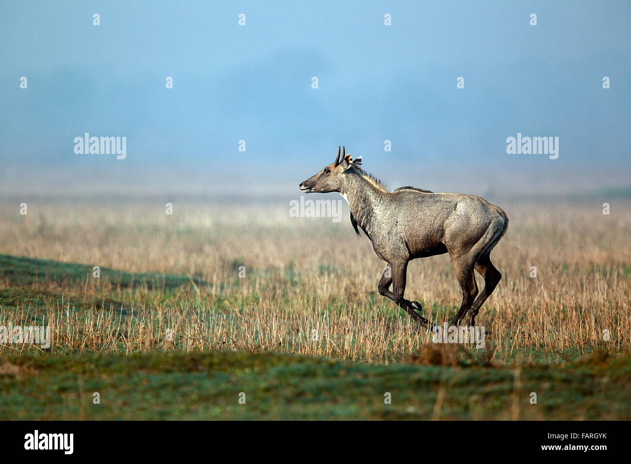 Bluebull / Nilgail im Keoladeo Ghana Nationalpark Stockfoto