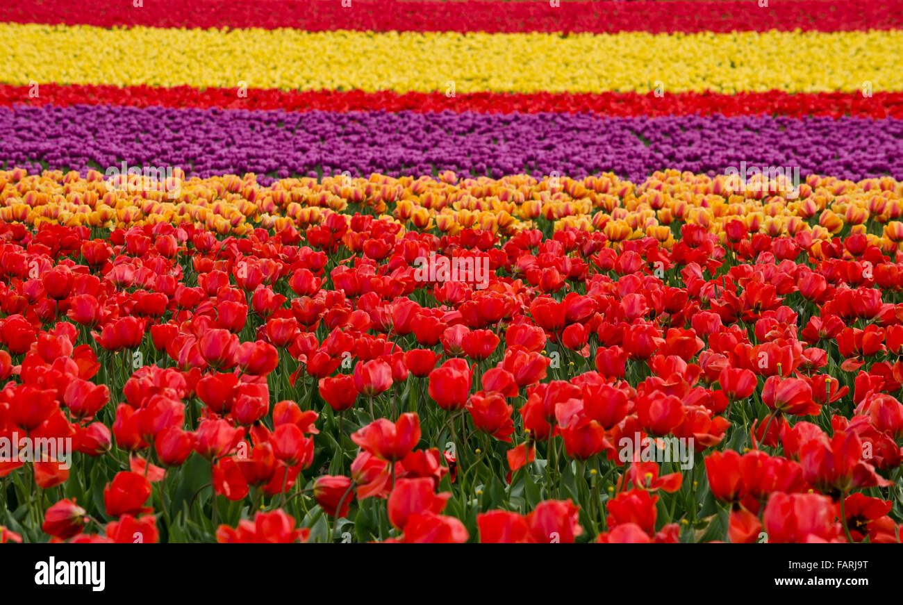 Farbenfrohe Tulpenfelder im Skagit Valley, Bundesstaat Washington, während des jährlichen Skagit Valley Tulpenfestivals im Frühling. Stockfoto