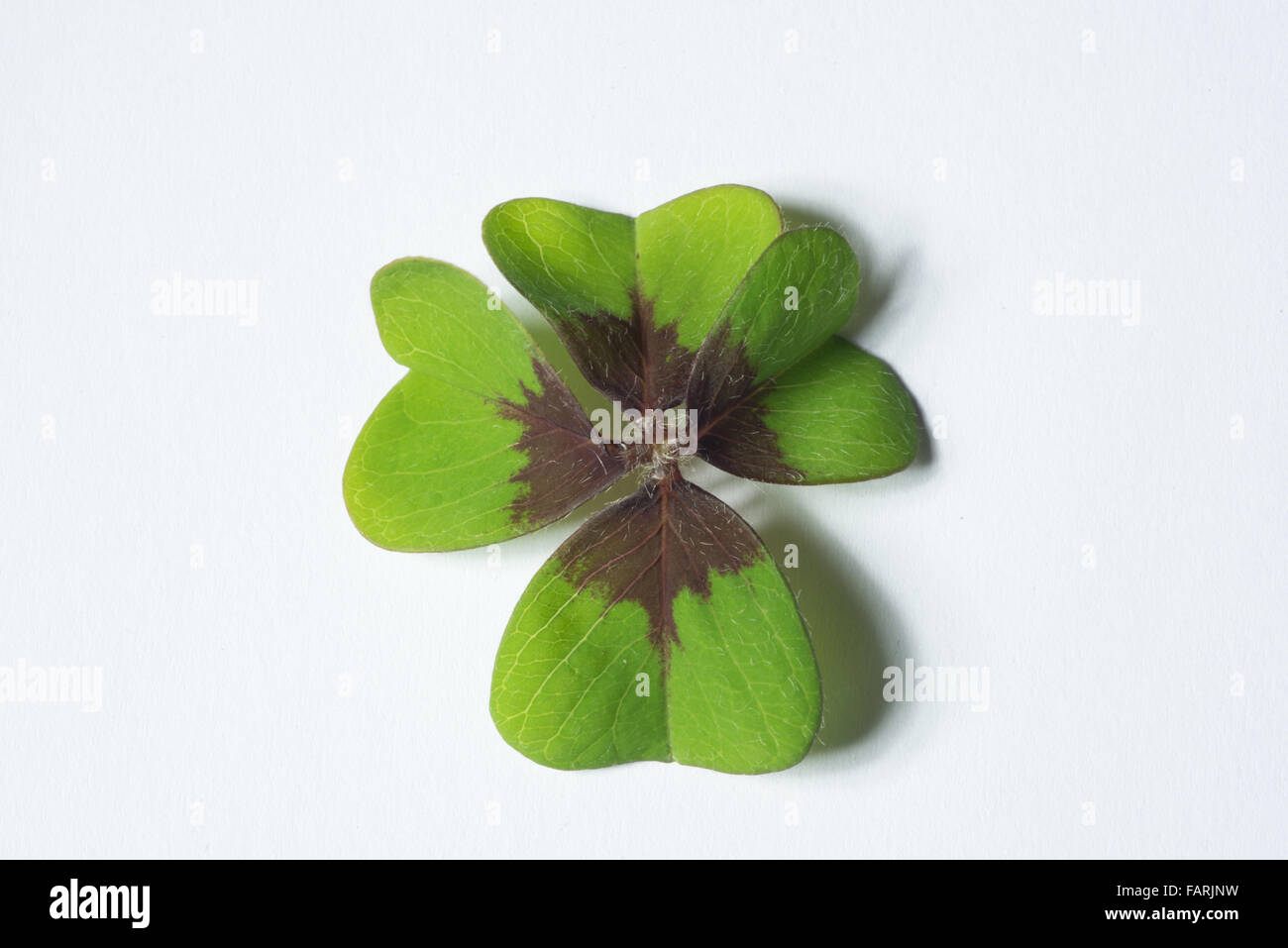 4 Blatt Kleeblatt als Konzept des Glücks Stockfoto