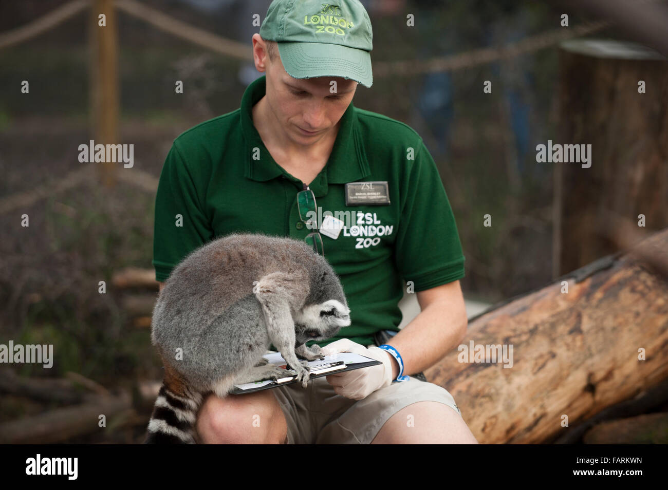 ZSL London Zoo, UK. 4. Januar 2016. Bewaffnet mit Klemmbrettern, Taschenrechner und Kameras, führen Tierpfleger im ZSL London Zoo die jährlichen Bestandsaufnahme. Eine Anforderung der ZSL London Zoo Lizenz der Jahresabschlussprüfung Tierpfleger dauert eine Woche in Anspruch und alle Informationen an Zoos auf der ganzen Welt über das internationale Arten Information System, wo es verwendet, um die weltweiten Zuchtprogramme für vom Aussterben bedrohte Tiere zu verwalten. Bildnachweis: Malcolm Park Leitartikel/Alamy Live-Nachrichten Stockfoto