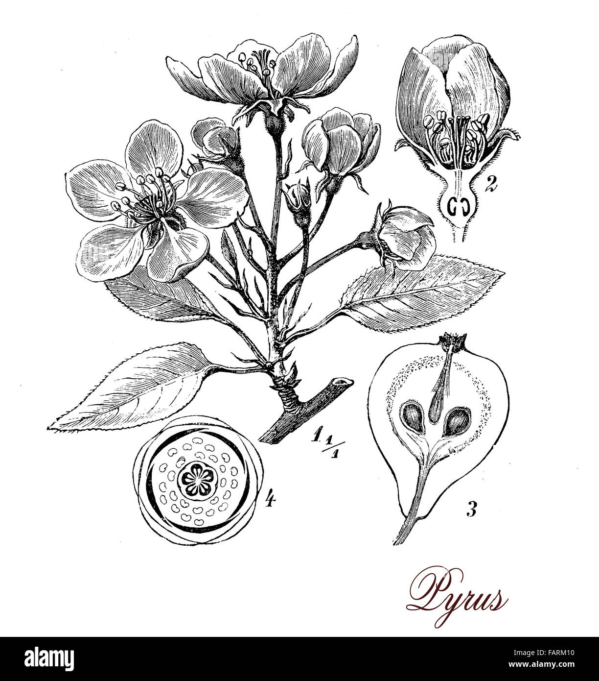 Vintage Print beschreibt Birne Baum botanischen Morphologie: Blätter, 5 Blütenblatt Blumen und saftige Früchte Stockfoto