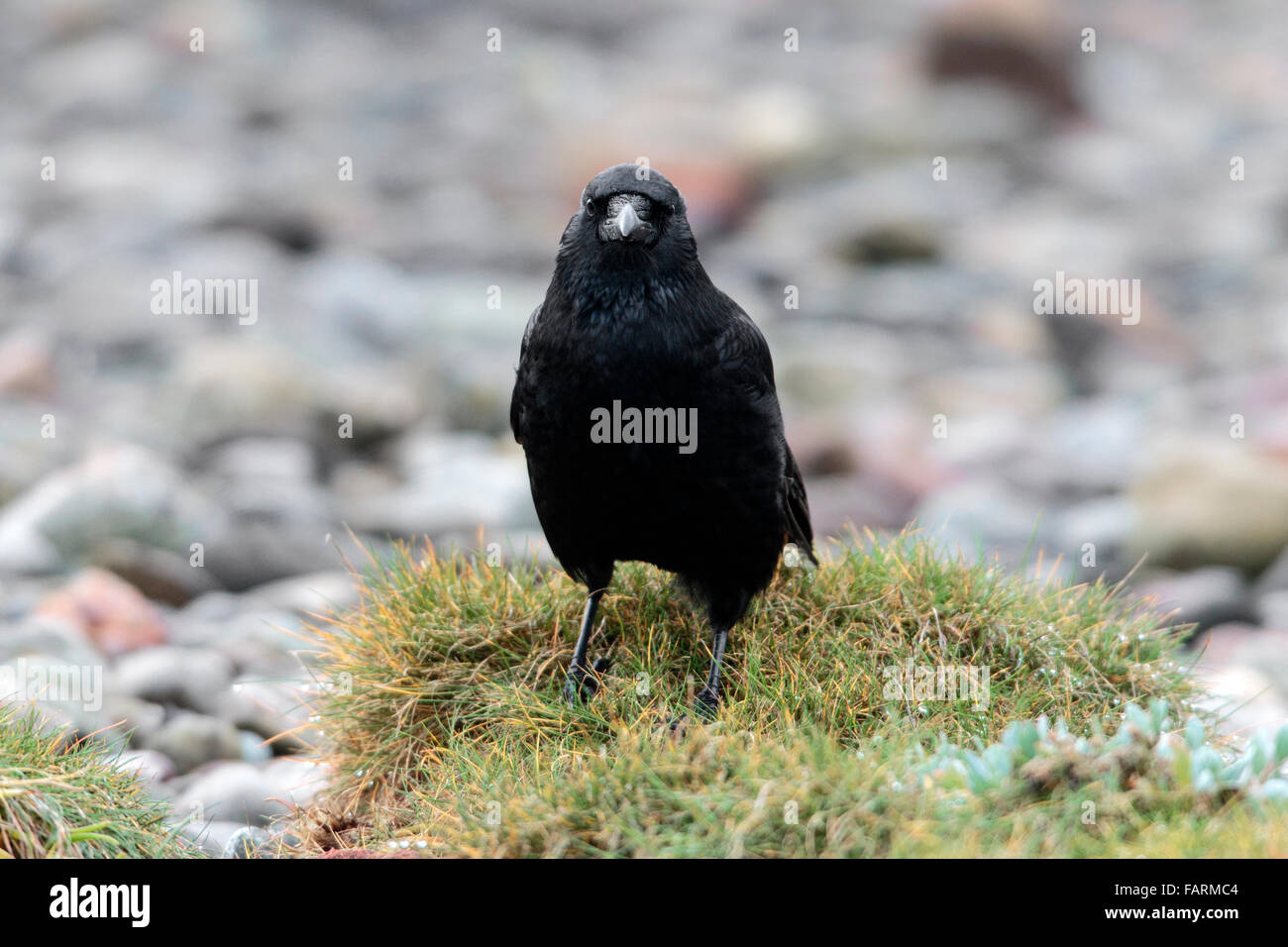 AAS-Krähe Corvus Corone Erwachsenen thront am Meeresstrand Stockfoto