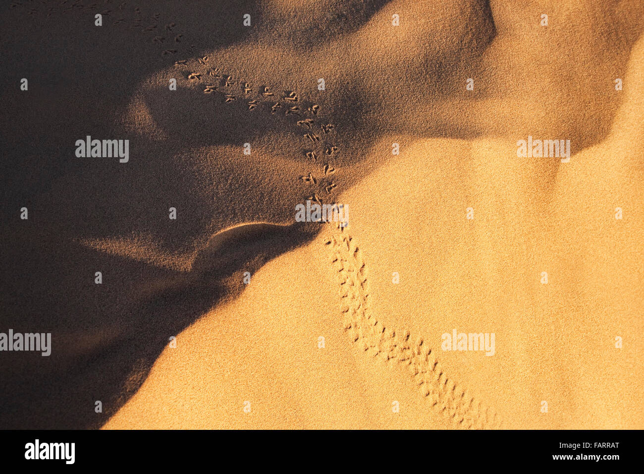 Käfer (Carabaeous) Track im Wüstensand, Wüste Sahara, Marokko. Stockfoto