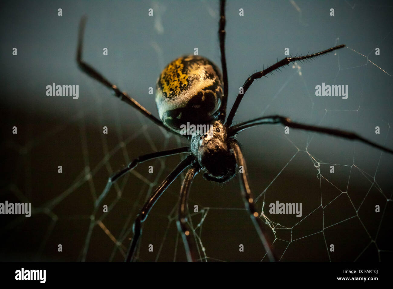 London, UK. 4. Januar 2016. Golden Orb weben Spinne gesehen während der Londoner Zoo jährliche Tier Bestandsaufnahme durchgeführt jedes Jahr im Januar von der Zoologischen Gesellschaft von London (ZSL), eine massive obligatorische Bestandsaufnahme aller Daten zu internationalen Arten Information System (ISIS) anmelden. Der Graf ist als Teil des Londoner Zoo Lizenz erforderlich; mit den endgültigen Daten gemeinsam mit anderen Zoos weltweit für die Verwaltung der internationalen Zuchtprogrammen für bedrohte Tierarten Credit: Guy Corbishley/Alamy Live News Stockfoto