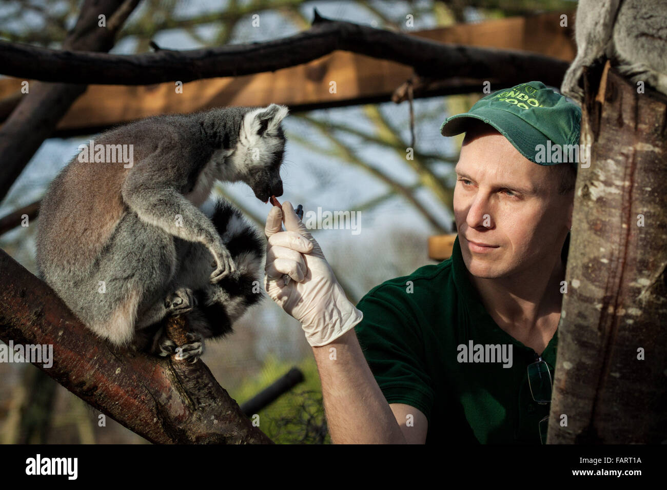 London, UK. 4. Januar 2016. Keeper Marcel McKinley mit Ring-Tailed Lemuren im Londoner Zoo jährliche Tier Bestandsaufnahme durchgeführt jedes Jahr im Januar von der Zoologischen Gesellschaft von London (ZSL), eine massive obligatorische Bestandsaufnahme aller Daten zu internationalen Arten Information System (ISIS) anmelden. Der Graf ist als Teil des Londoner Zoo Lizenz erforderlich; mit den endgültigen Daten gemeinsam mit anderen Zoos weltweit für die Verwaltung der internationalen Zuchtprogrammen für bedrohte Tierarten Credit: Guy Corbishley/Alamy Live News Stockfoto