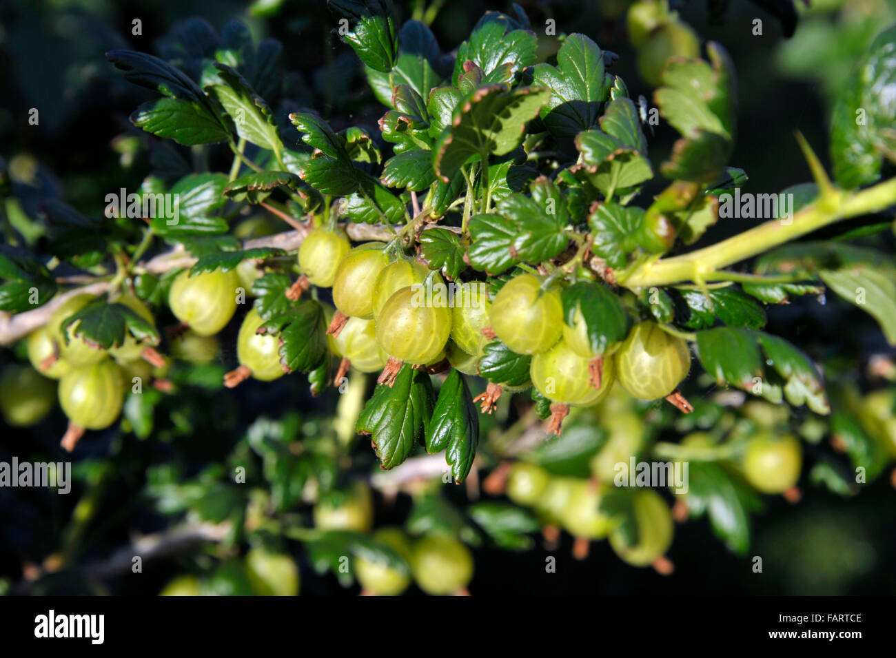 Reife kulinarische europäischen Stachelbeere Früchte auf einem Busch. Beerenobst-Sorte Invictor, wissenschaftlicher Name Ribes Uva-Crispa. Stockfoto