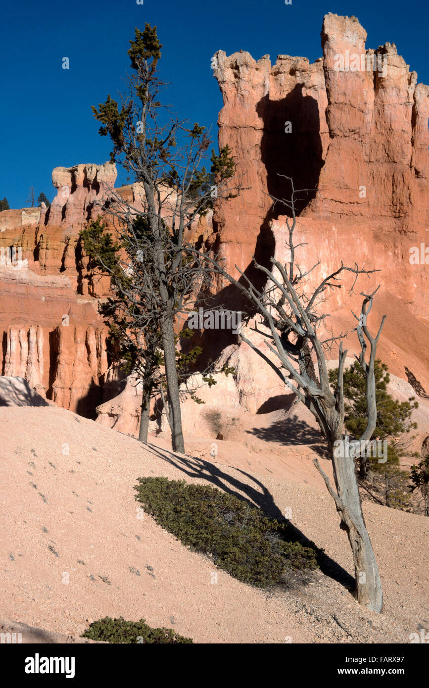 Bryce-Canyon-Nationalpark, Utah, USA. Sandstein Zinnen und Felsformationen. Stockfoto