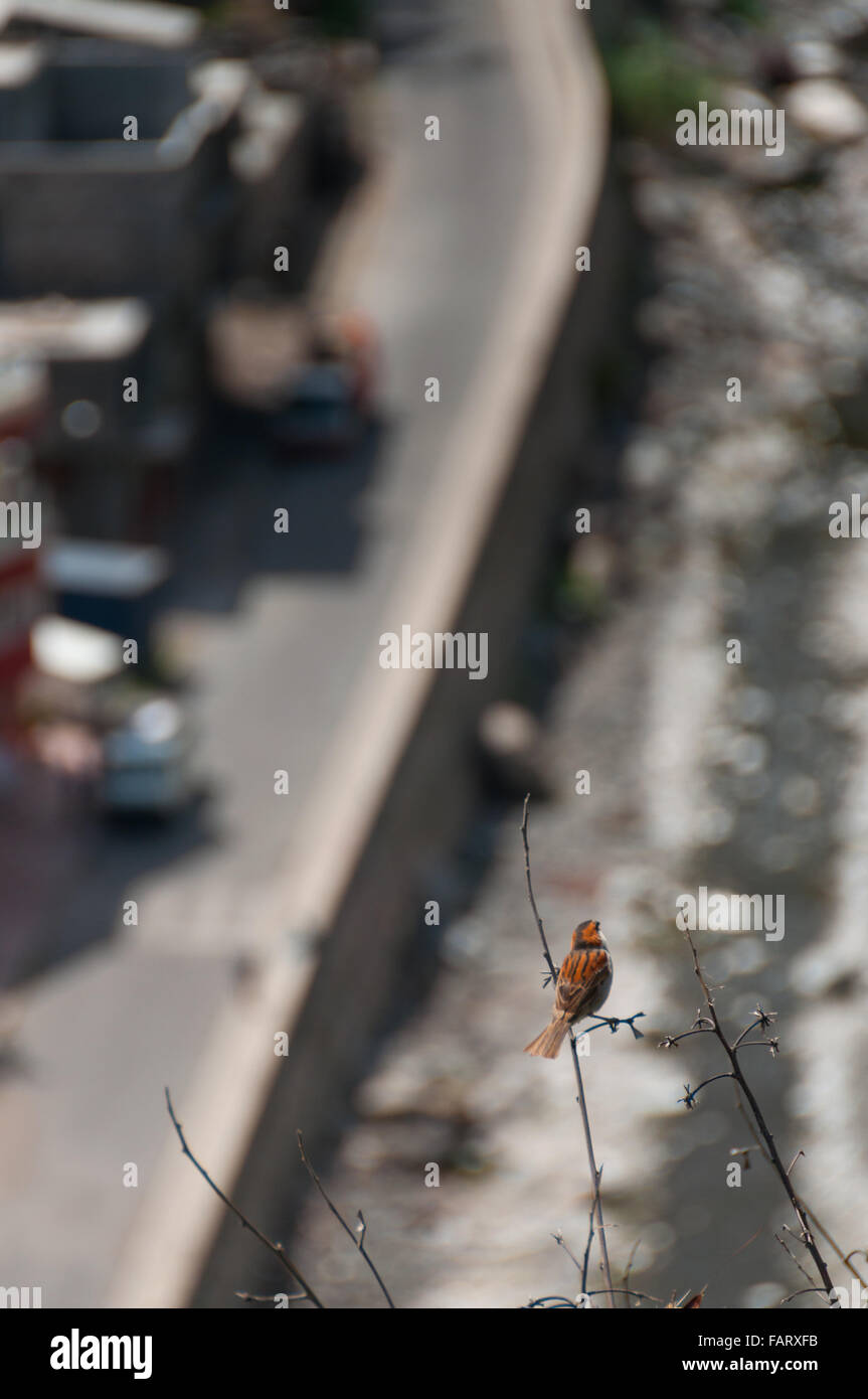 Roter Vogel auf Ast über Straße von Kap Verde island Stockfoto