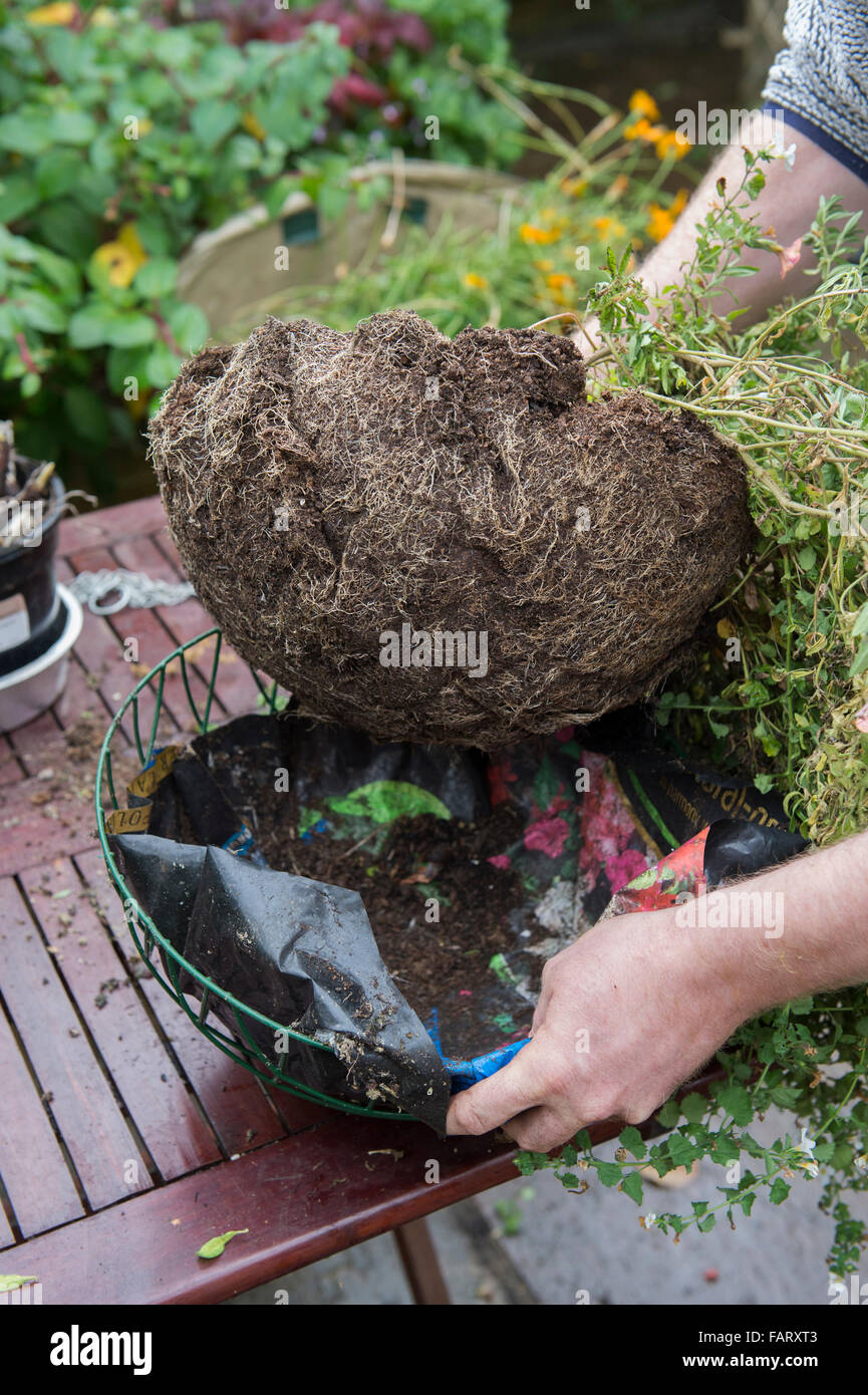 Gärtner beim Entleeren eines hängenden Korb im Herbst Stockfotografie