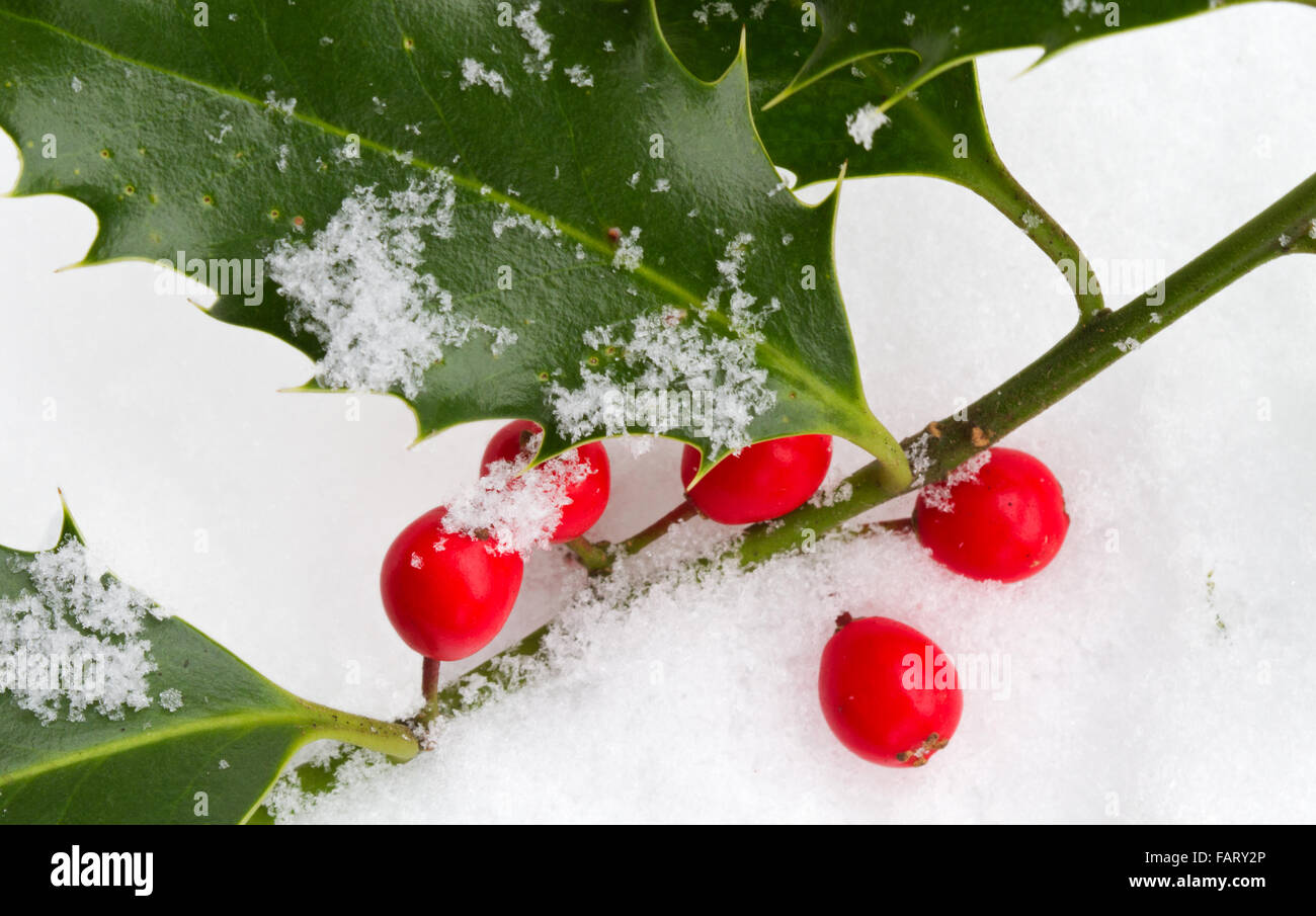 Zweig, Blätter und Beeren der Stechpalme im Schnee Stockfoto