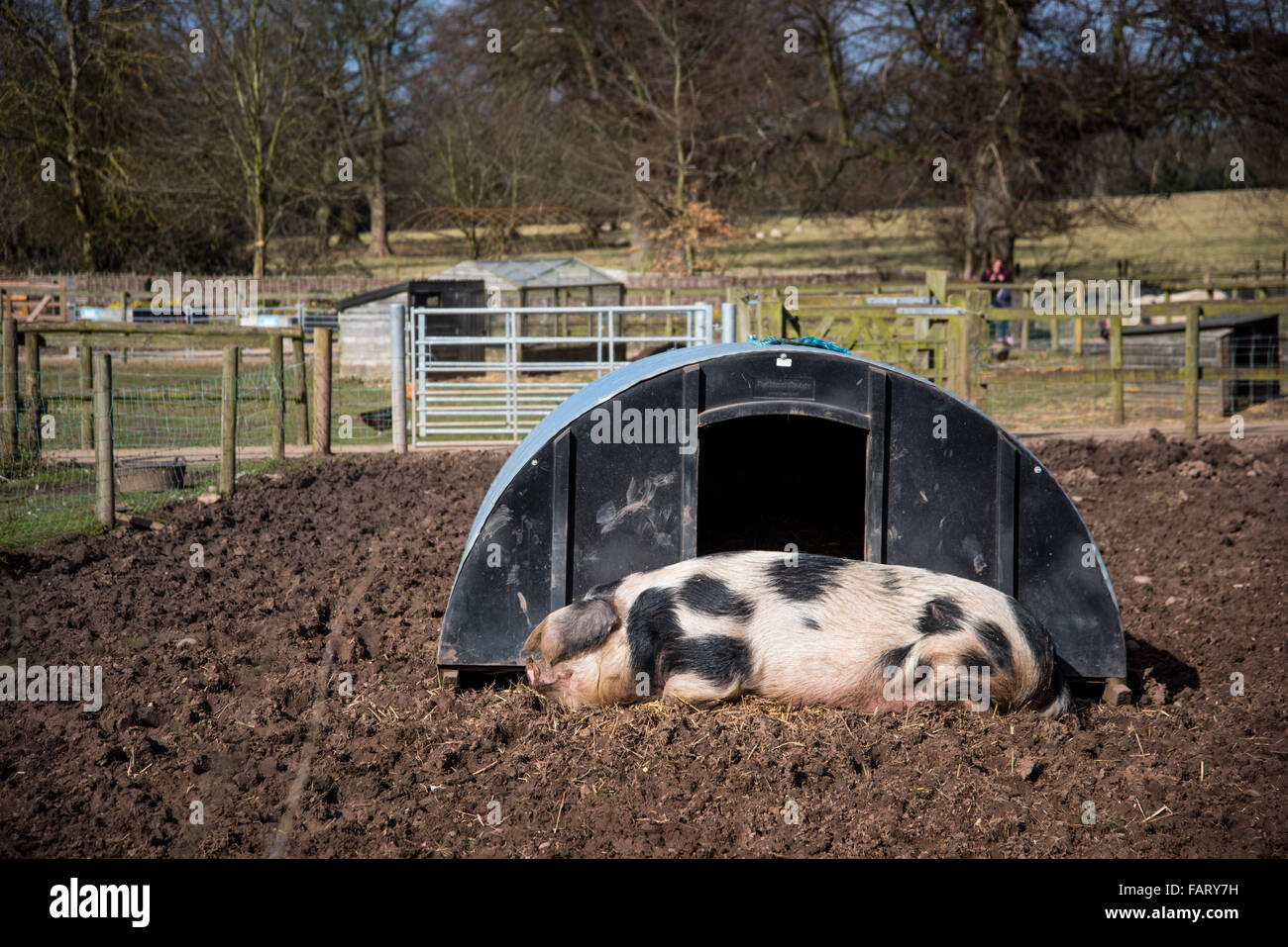 Ein großes Schwein schläft draußen ein Schwein Gerstenkorn auf einem kleinen Bauernhof Stockfoto