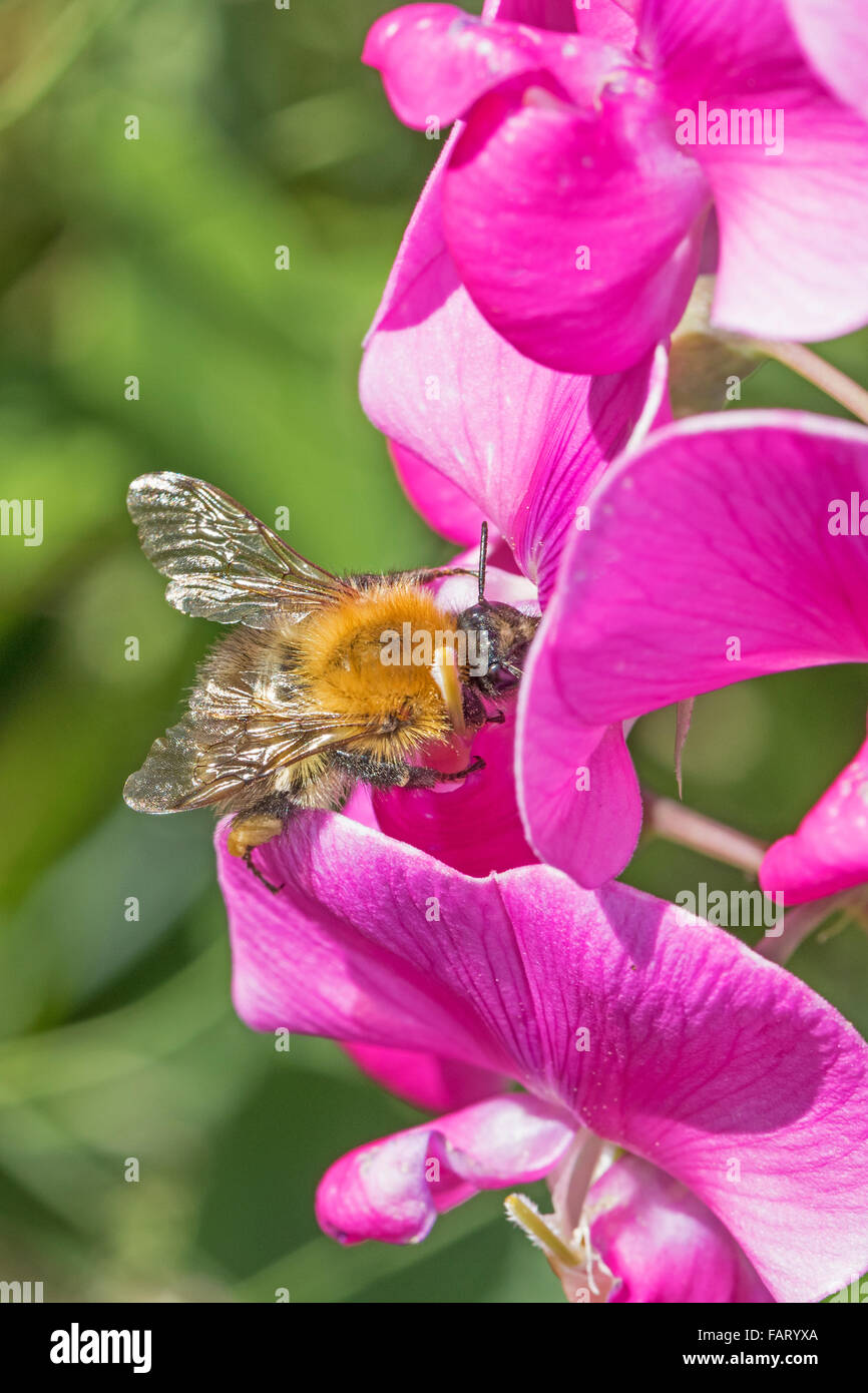 Gemeinsamen Carder Hummel Fütterung auf ewige Erbse Stockfoto