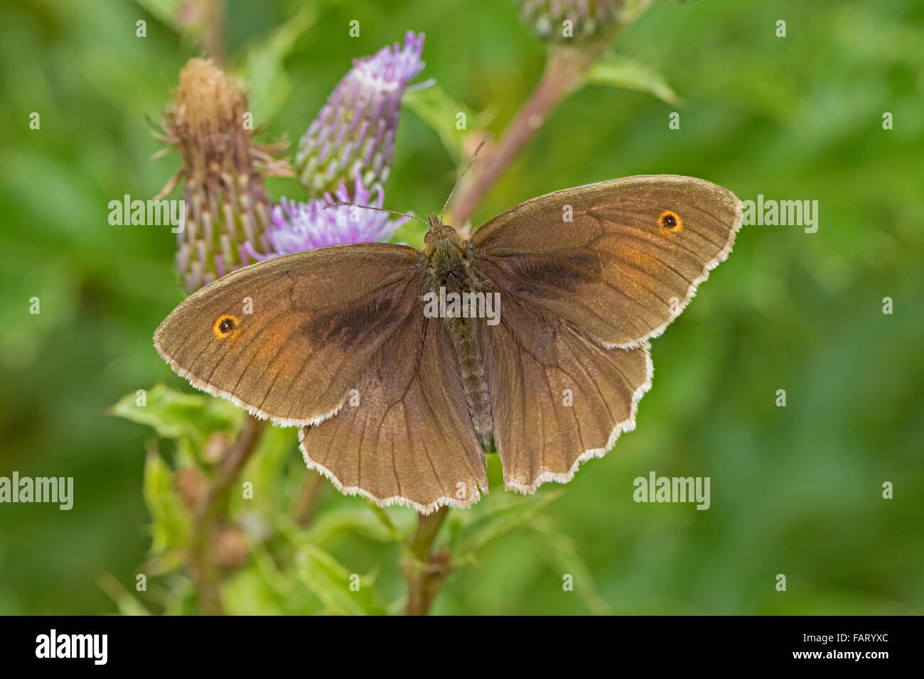 Männliche Wiese Braun (Maniola Jurtina) Stockfoto