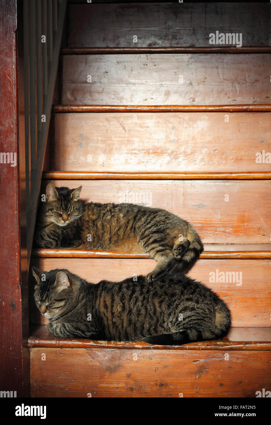 Zwei Tabby Katzen schlafen auf einer Holztreppe. Stockfoto