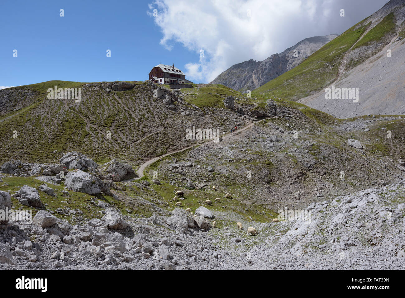 Fütterung der Schafe vor Mountain lodge Guttenberghaus, Dachstein, Ramsau, Österreich Stockfoto