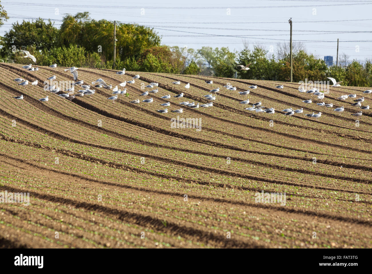 Großes gepflügtes Feld mit Vögel. Stockfoto