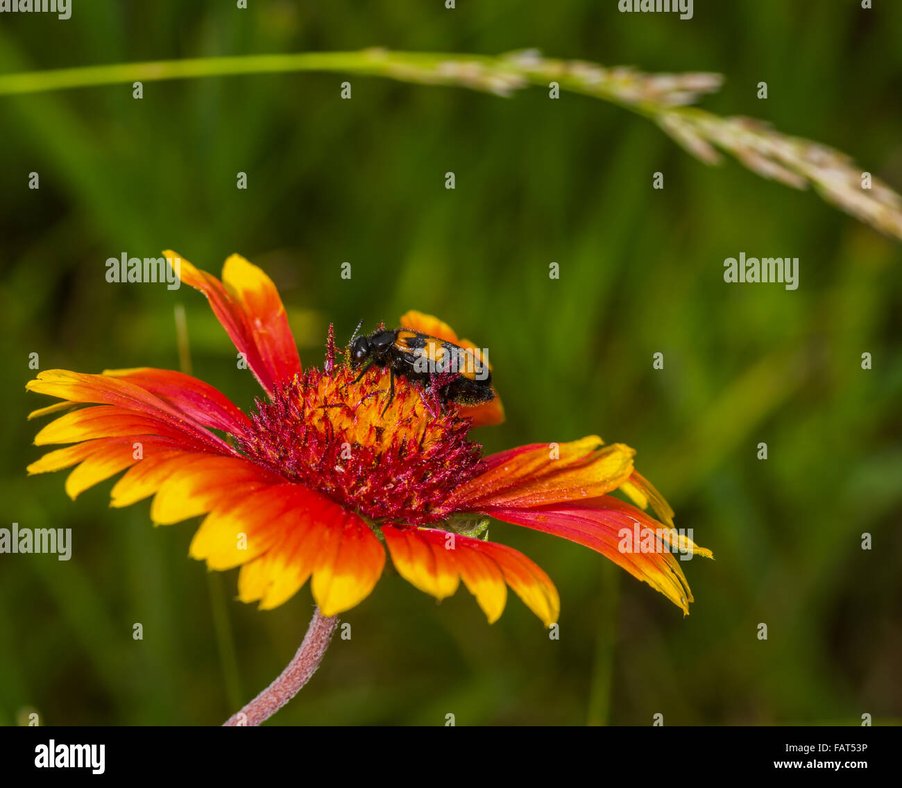 Schönen Sommer Harmonie - stilvolle Insekt sitzt auf indische Decke Blume Stockfoto