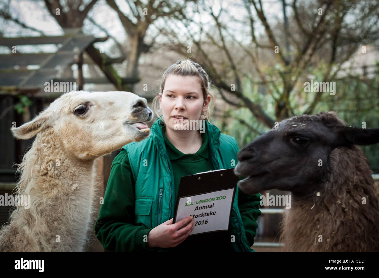 London, UK. 4. Januar 2016. Keeper Jessica Jones mit Lamas und Alpakas während der London Zoo jährliche Tier Bestandsaufnahme die jedes Jahr im Januar von der Zoologischen Gesellschaft von London (ZSL), eine massive obligatorische Bestandsaufnahme aller Daten zu internationalen Arten Information System (ISIS) anmelden durchgeführt wird. Der Graf ist als Teil des Londoner Zoo Lizenz erforderlich; mit den endgültigen Daten gemeinsam mit anderen Zoos weltweit für die Verwaltung der internationalen Zuchtprogrammen für bedrohte Tierarten Credit: Guy Corbishley/Alamy Live News Stockfoto