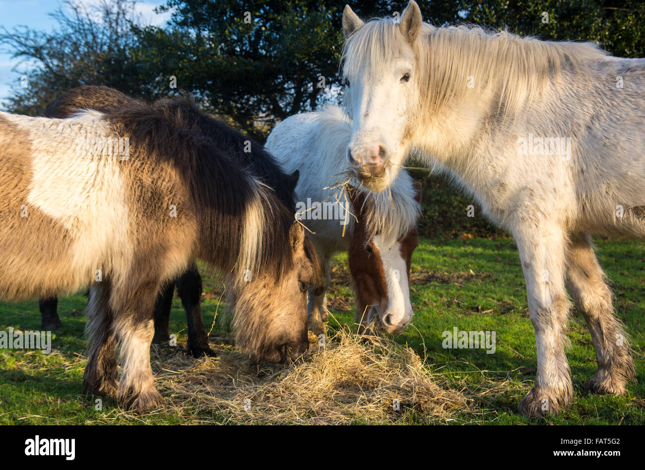 New Forest Ponys, die im Nationalpark, Hampshire, Großbritannien, Winterfutter bekommen. Stockfoto