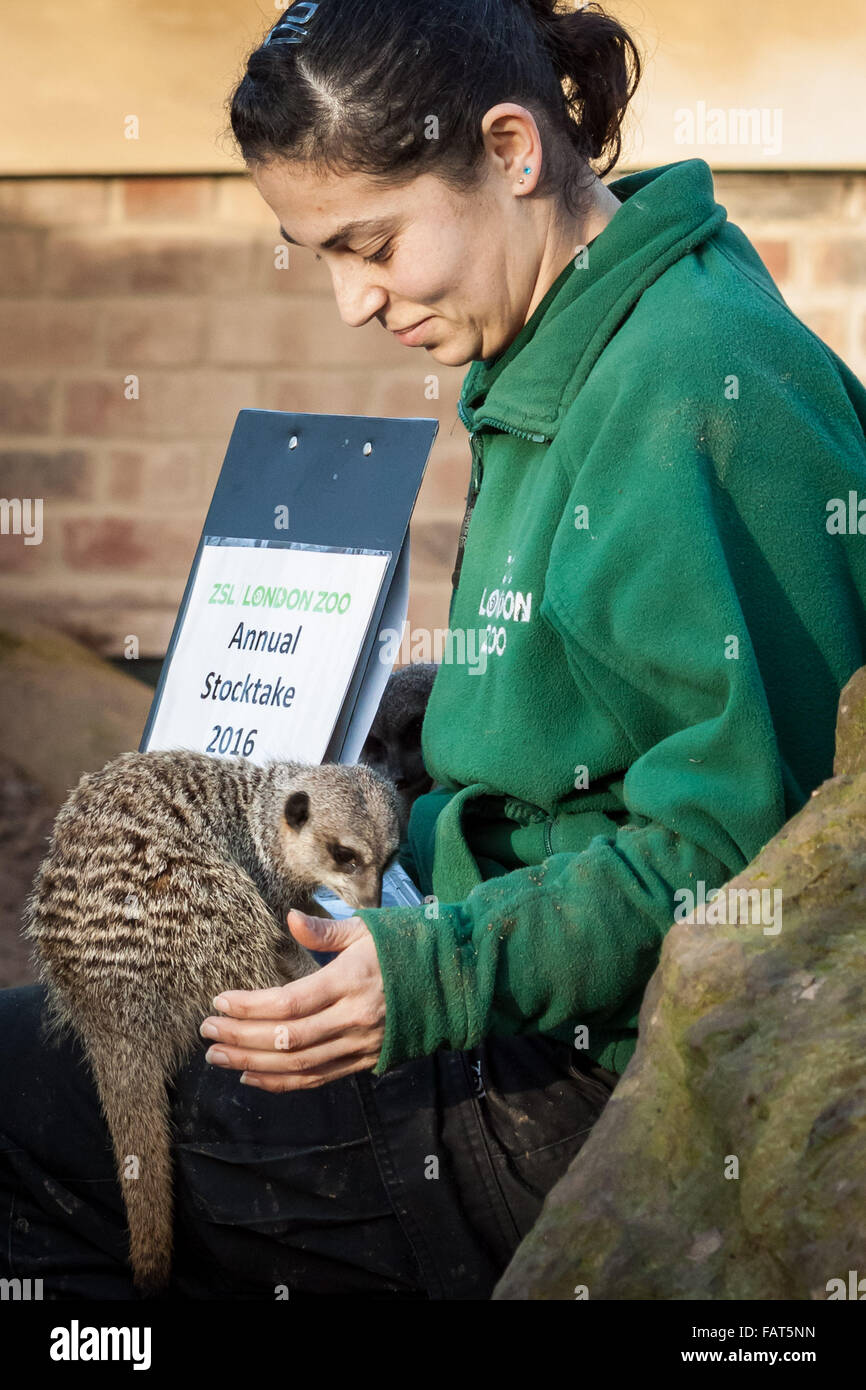 London, UK. 4. Januar 2016. Keeper Veronica Heldt mit Erdmännchen im Londoner Zoo jährliche Tier Bestandsaufnahme durchgeführt jedes Jahr im Januar von der Zoologischen Gesellschaft von London (ZSL), eine massive obligatorische Bestandsaufnahme aller Daten zu internationalen Arten Information System (ISIS) anmelden. Der Graf ist als Teil des Londoner Zoo Lizenz erforderlich; mit den endgültigen Daten gemeinsam mit anderen Zoos weltweit für die Verwaltung der internationalen Zuchtprogrammen für bedrohte Tierarten Credit: Guy Corbishley/Alamy Live News Stockfoto