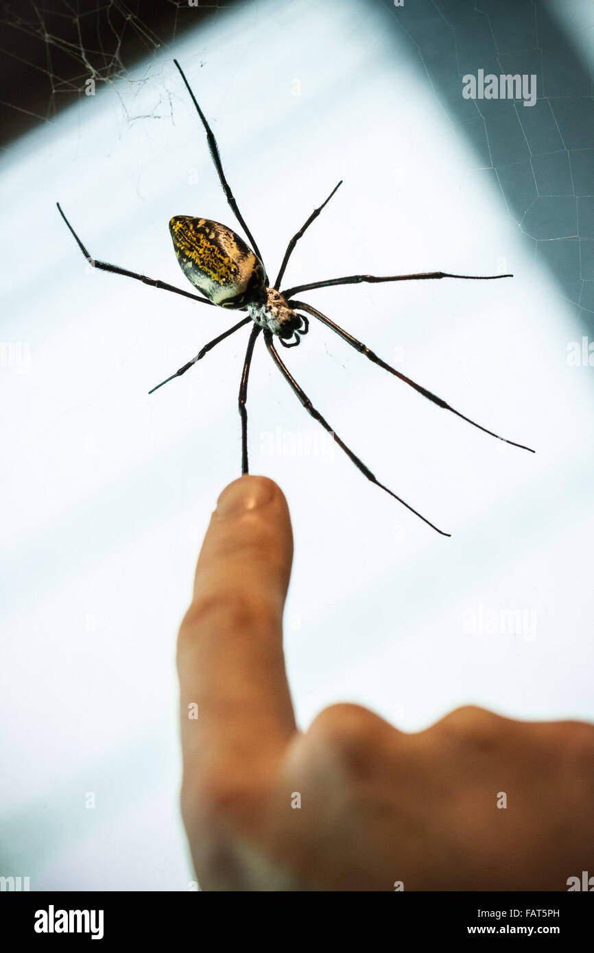 London, UK. 4. Januar 2016. Golden Orb weben Spinne gesehen während der Londoner Zoo jährliche Tier Bestandsaufnahme durchgeführt jedes Jahr im Januar von der Zoologischen Gesellschaft von London (ZSL), eine massive obligatorische Bestandsaufnahme aller Daten zu internationalen Arten Information System (ISIS) anmelden. Der Graf ist als Teil des Londoner Zoo Lizenz erforderlich; mit den endgültigen Daten gemeinsam mit anderen Zoos weltweit für die Verwaltung der internationalen Zuchtprogrammen für bedrohte Tierarten Credit: Guy Corbishley/Alamy Live News Stockfoto