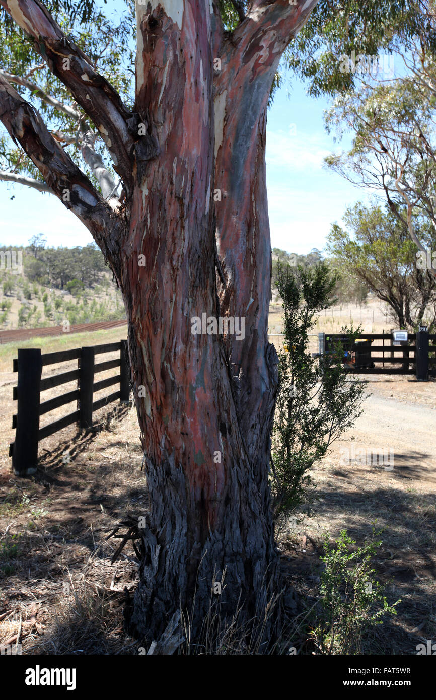 Ein einsamer Gum-Baum steht Wache am Eingang zu einer tasmanischen Rinderfarm Stockfoto