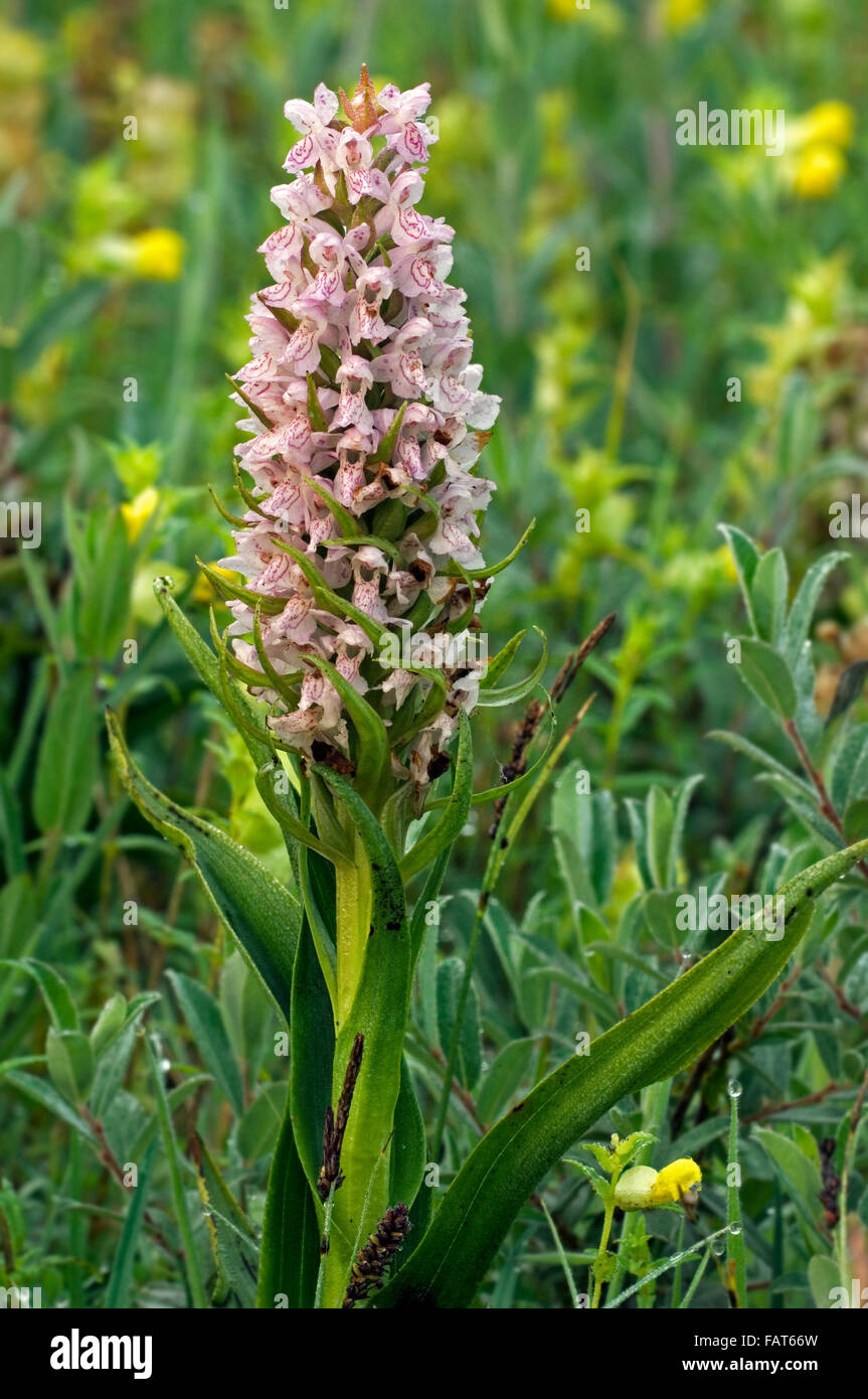 Frühe Knabenkraut (Dactylorhiza Wurzelsud / Orchis Wurzelsud) in Blüte Stockfoto