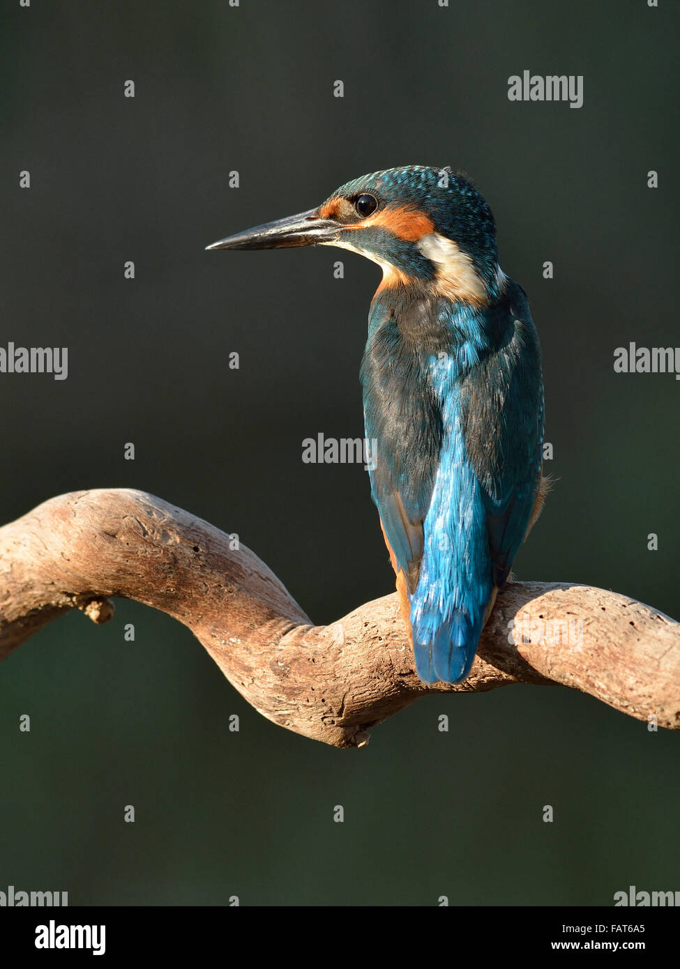 Eurasische Kingfisher auf dem Ast Stockfoto