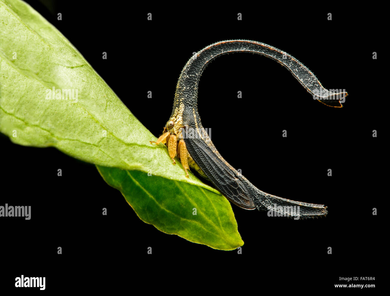 Treehopper (Cladonota SP.), Größe 4mm, Anden Nebelwald, Mindo, Ecuador Stockfoto