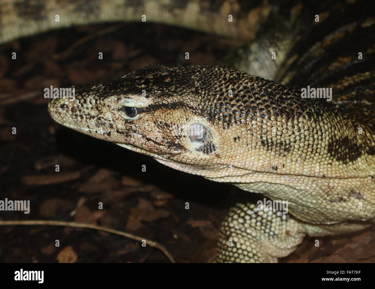 Southeast Asian Wasser-Monitor (Varanus Salvator), Nahaufnahme des Kopfes Stockfoto