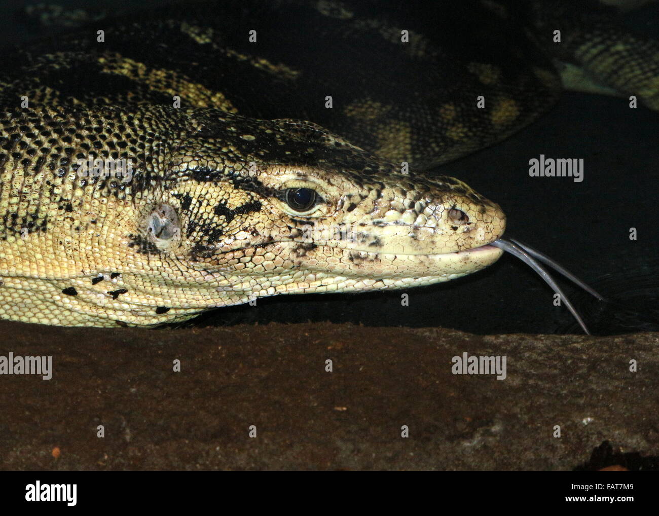 Southeast Asian Wasser-Monitor (Varanus Salvator). Gespaltene Zunge heraus streichen, Abholung Düfte in der Luft. Stockfoto