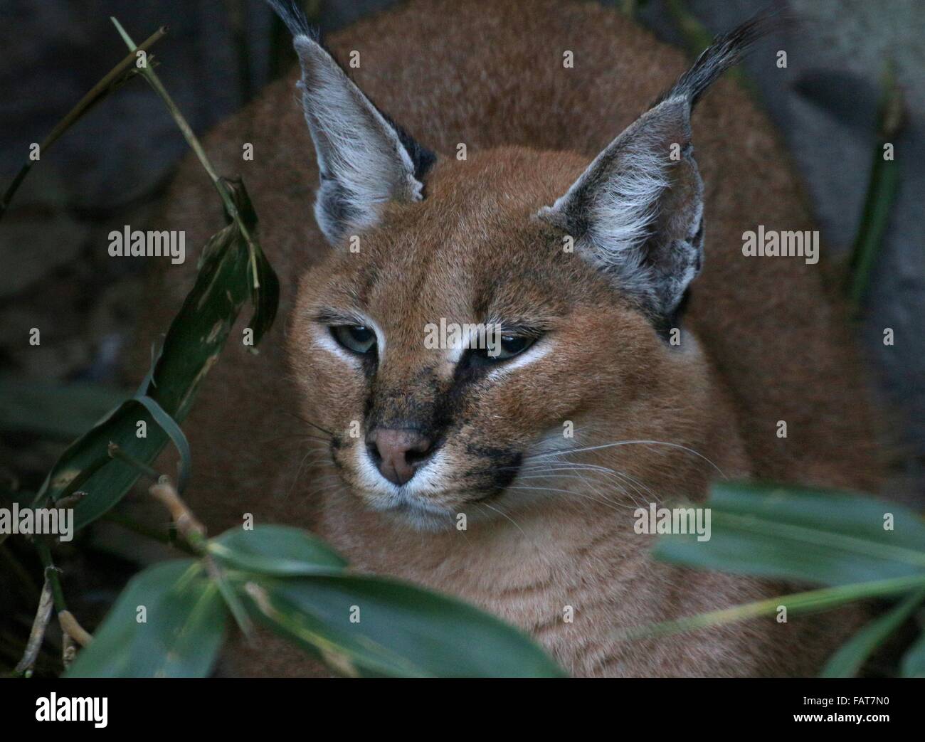 Karakal (Caracal Caracal, Felis Caracal), eine mittlere Wildkatze heimisch in Afrika ein Südasien Stockfoto