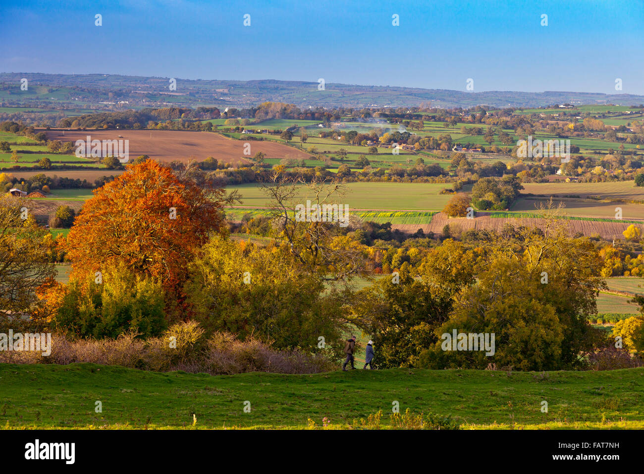 Herbstfärbung in den Wäldern auf dem Gipfel des Hügels historischen Cadbury in Somerset, England, UK Stockfoto