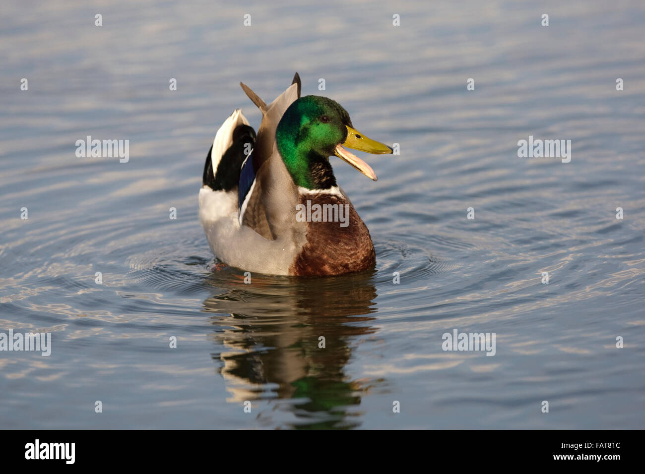 Stockente Anas Platyrhynchos, männlich im Display, Stockfoto