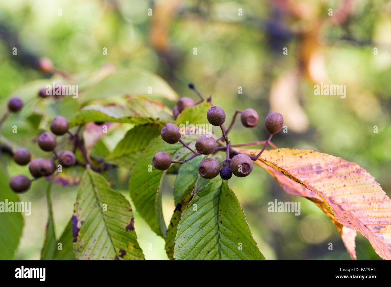 Sorbus Meliosmifolia. Rot-braune Beeren im Herbst. Stockfoto