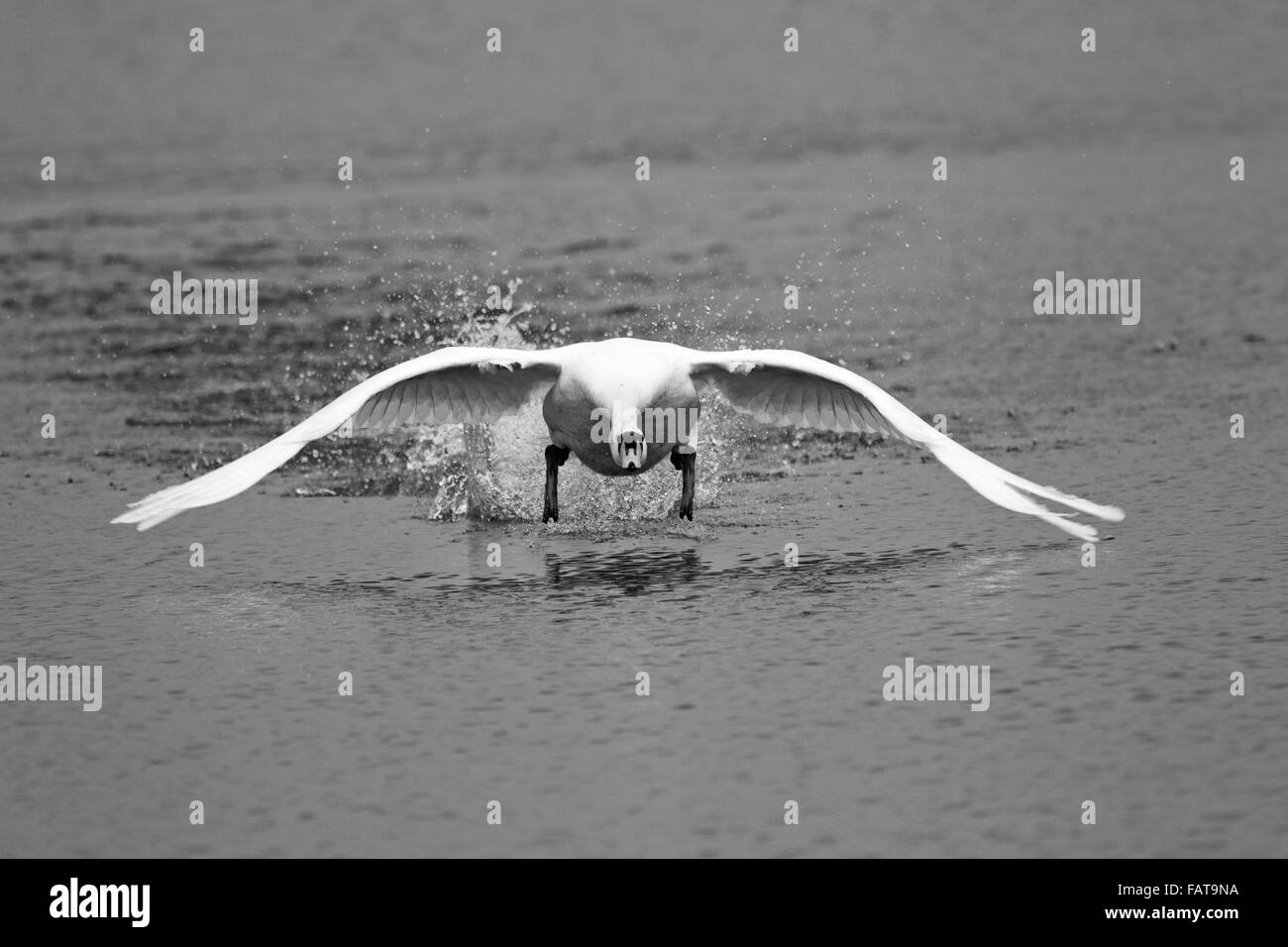 Höckerschwan Cygnus Olor, männlich in aggressiven Lauf über das Wasser in Richtung Kamera, Stockfoto
