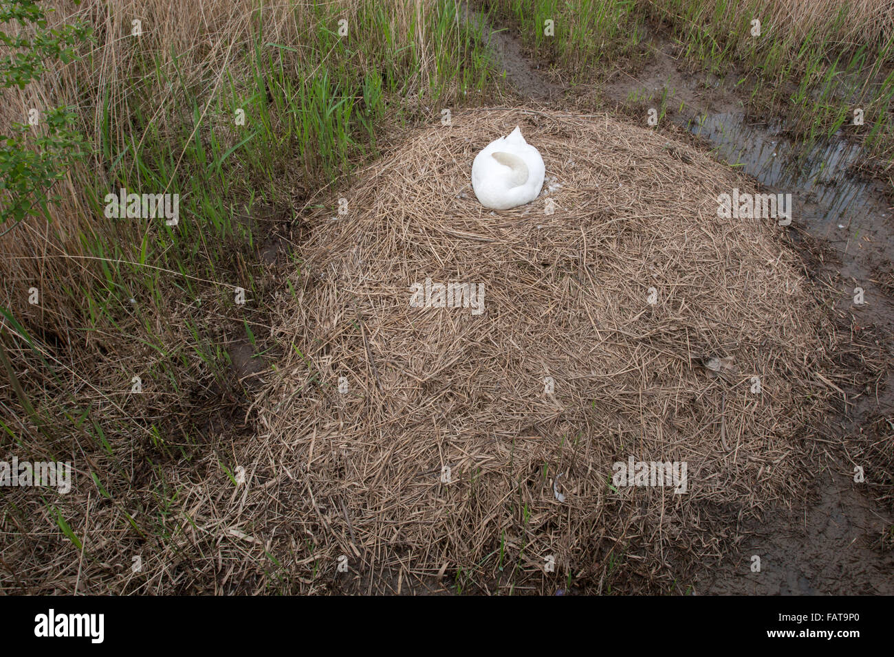 Höckerschwan Cygnus Olor, Weiblich auf großes Nest, Stockfoto