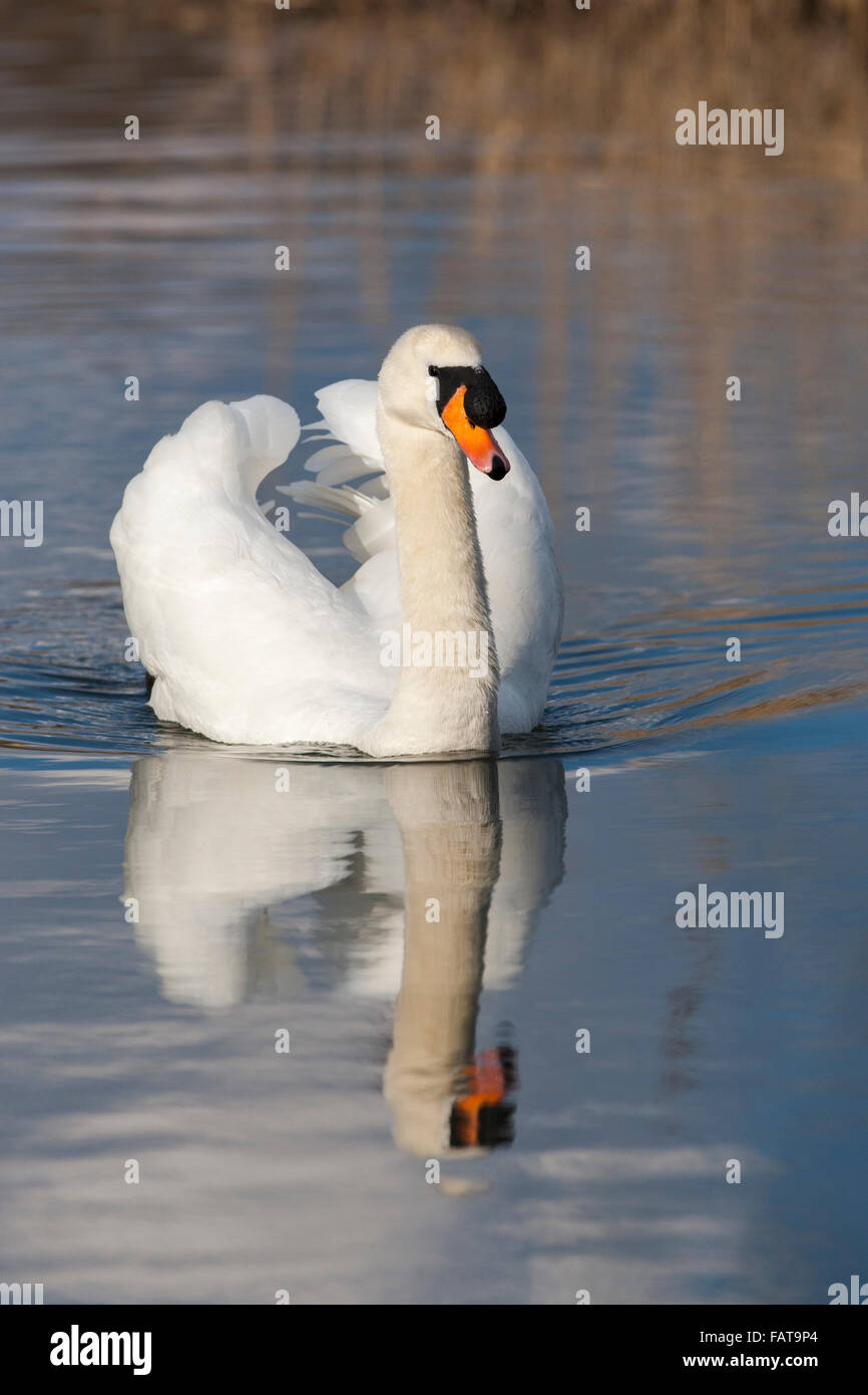 Stumm Schwan, Cygnus Olor, erwachsenen männlichen Display, Schwimmen, Stockfoto